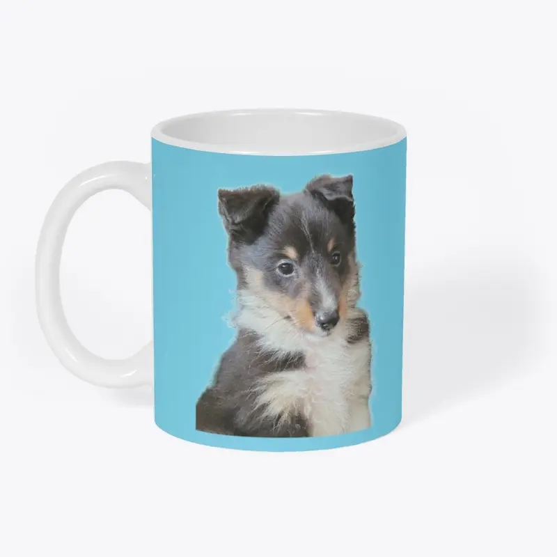 Tri color sheltie